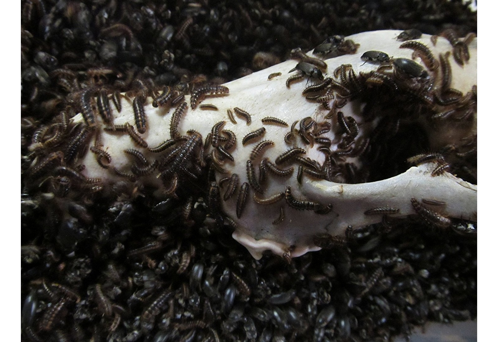 Skull Creation's Dermestid Beetle Colony 1500+