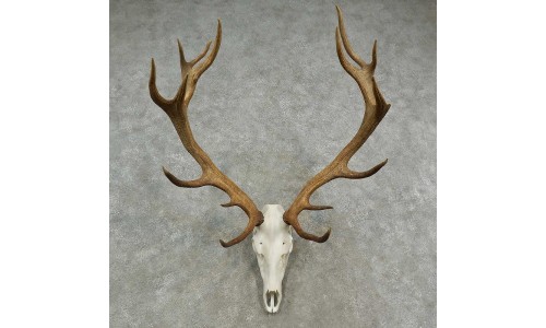Bull Elk with Branched Antlers