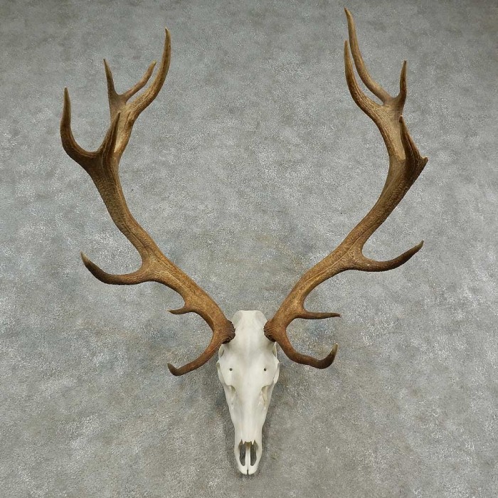 Bull Elk with Branched Antlers